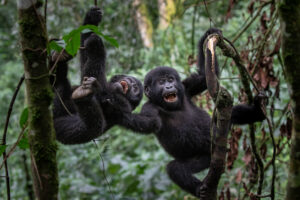 Junge Berggorillas im Bwindi Impenetrable Forest in Uganda