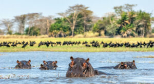 Flusspferd im Wasser. Sonniger Tag. Afrika