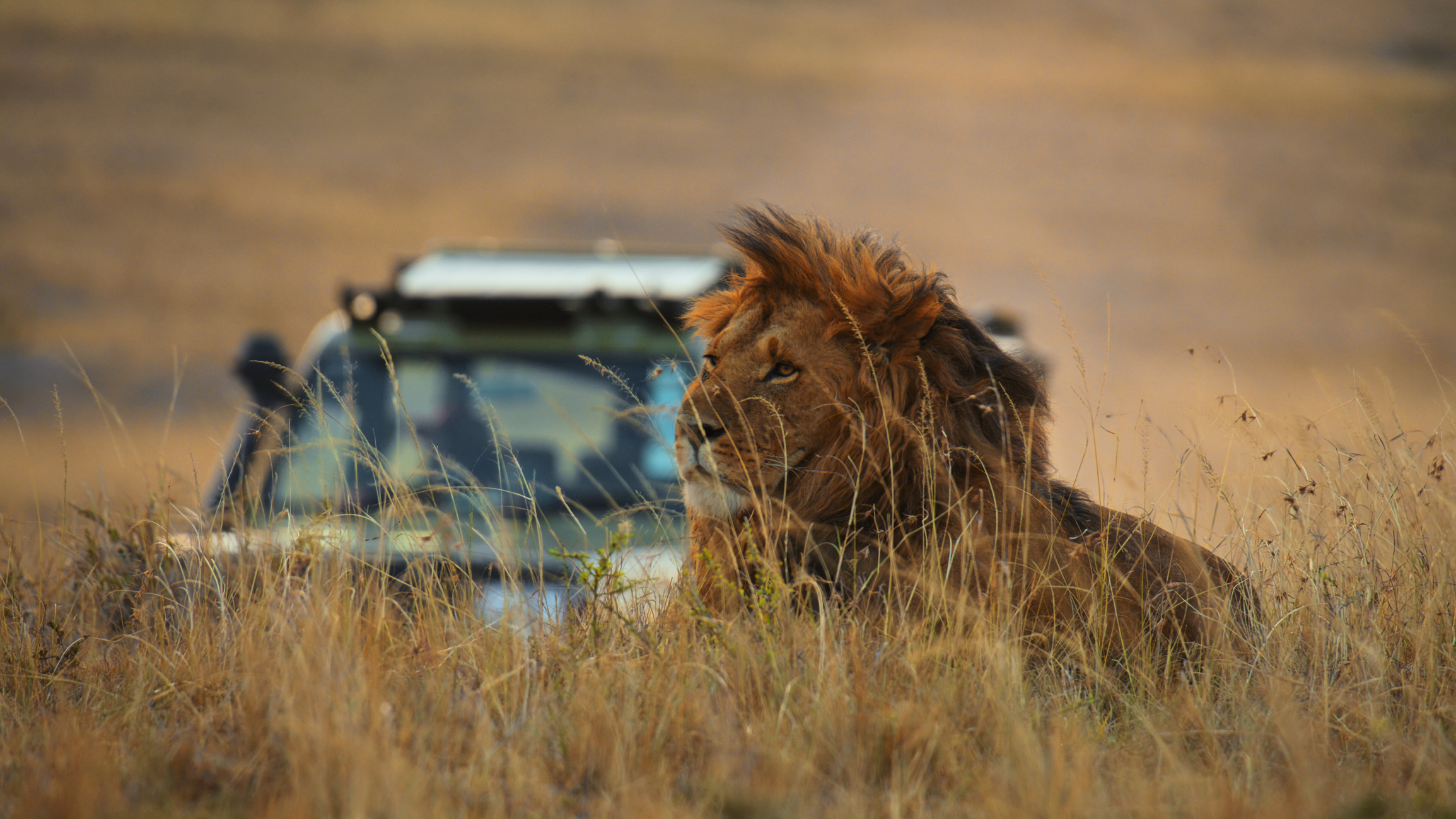Safarifahrzeug bei Loewenbeobachtung in Kenia