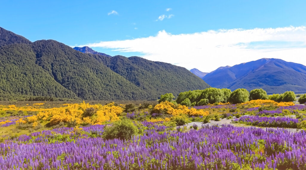Das Lupinenblütenfeld im Frühling, unberührte Natur vor blauem Himmel und Bergkulisse