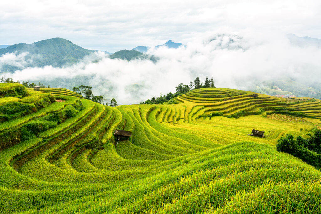Wunderschöner Blick auf üppig grüne, in Nebel gehüllte Reisterrassen während der Erntezeit in der ländlichen Gegend von Hoang Su Phi, Ha Giang, Vietnam.