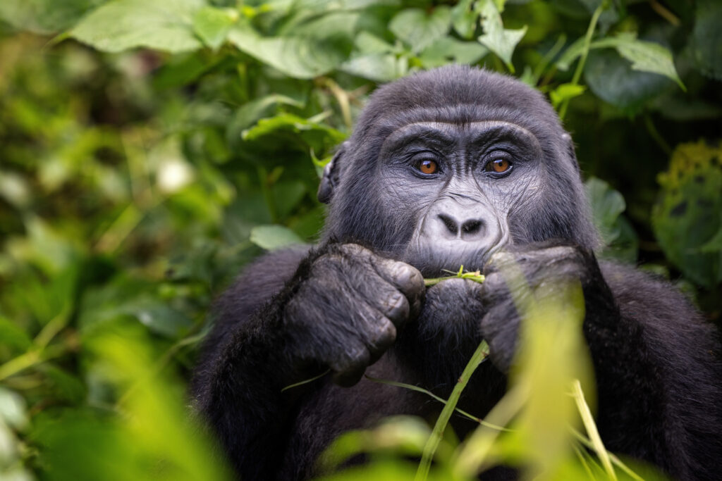 Berggorilla im Bwindi Impenetrable Forest beim Gorilla Trekking in Uganda