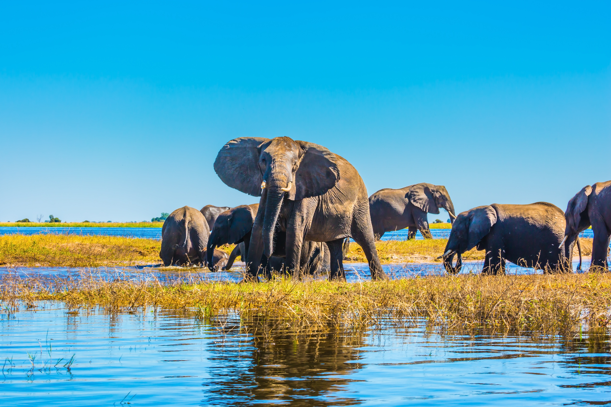 Elefantenherde im Okavango-Delta in Botswana