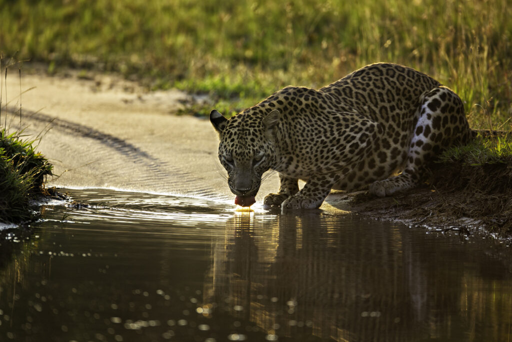 m Wilpattu-Nationalpark in Sri Lanka, aufgenommen in der goldenen Stunde, trinkt dieser majestätische Leopard friedlich an einem Wasserloch.