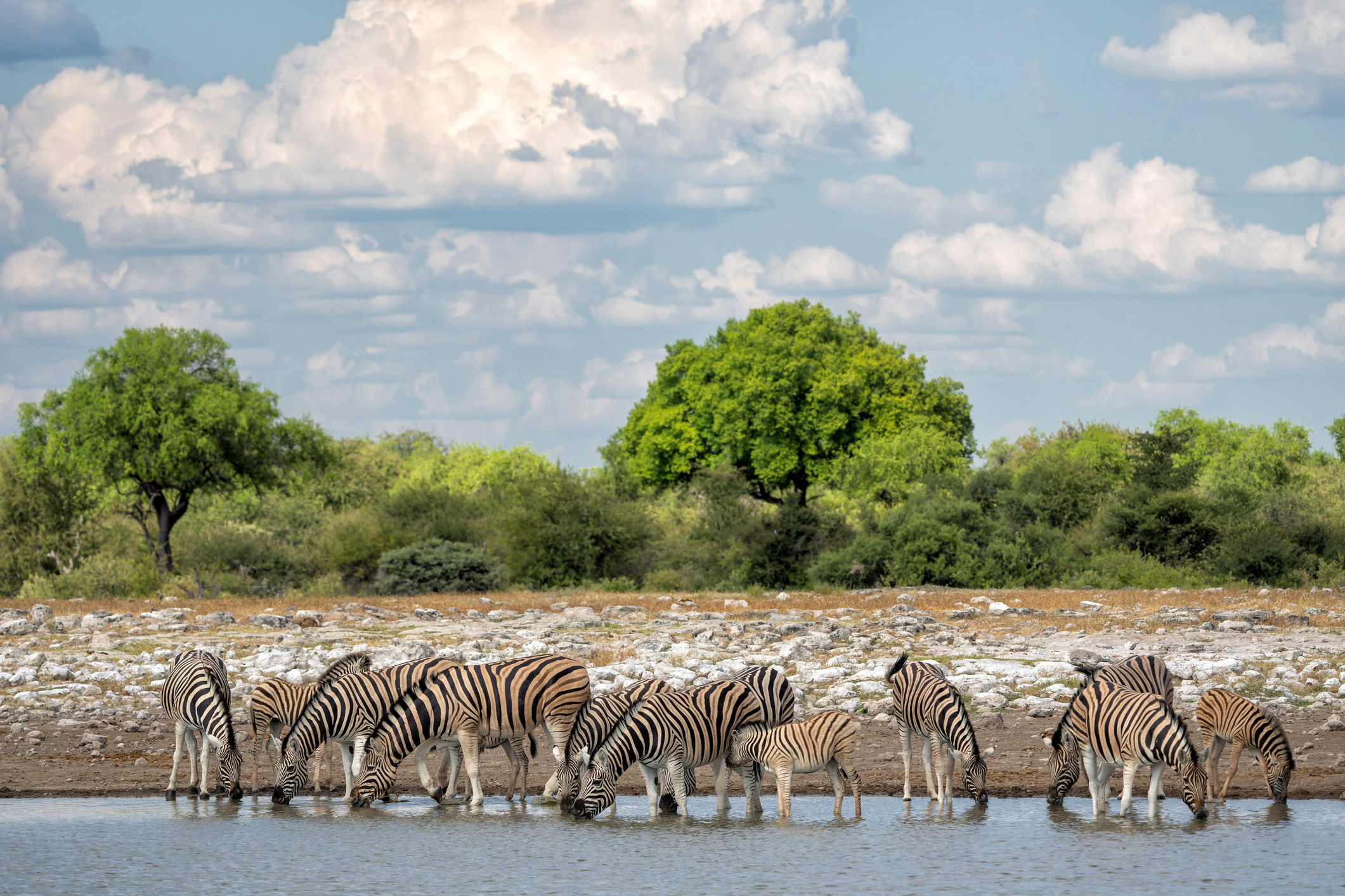 Zebra an einem Wasserloch im Etosha Nationalpark in Namibia