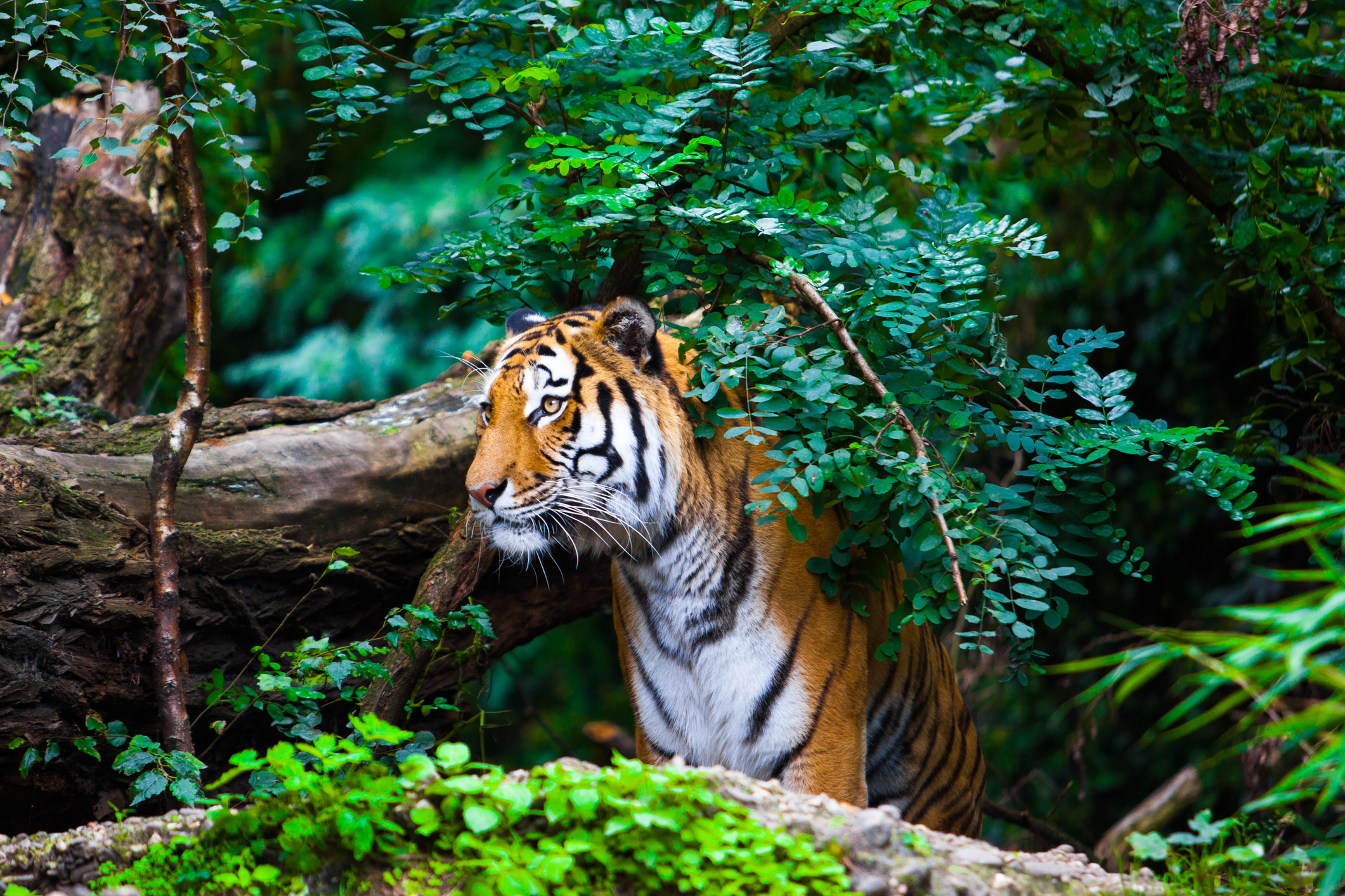 Tiger im Busch in Indien