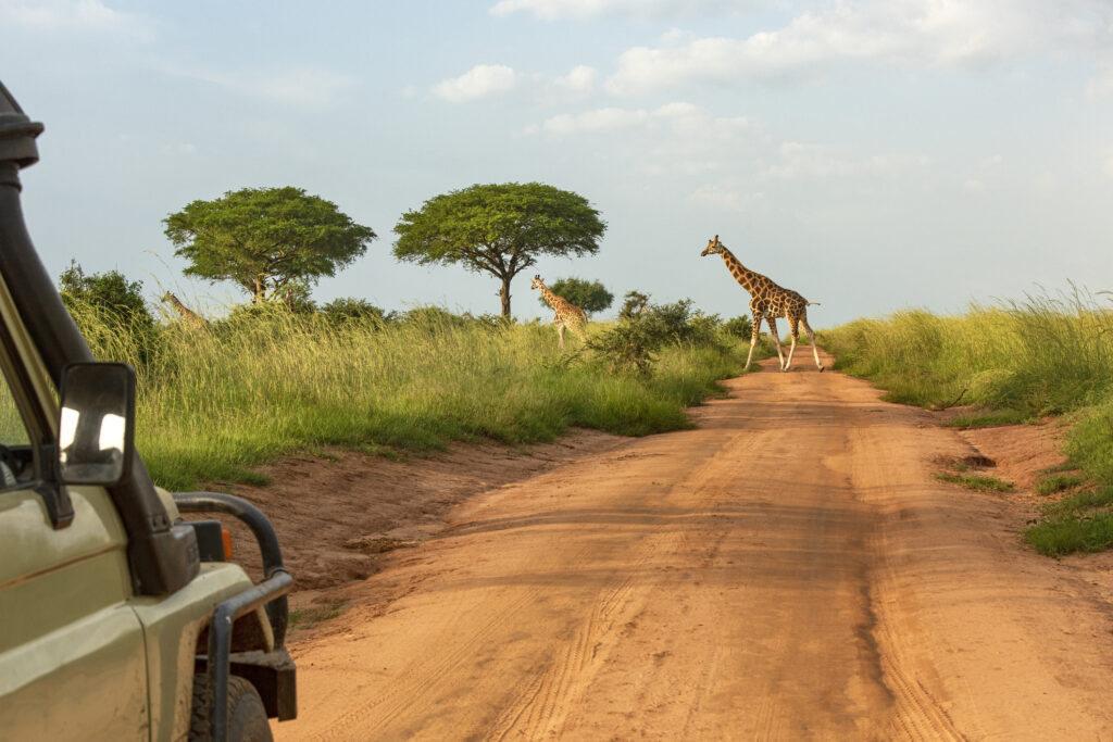 Ein Safarifahrzeug wartet auf einer unbefestigten Straße auf eine Herde Rothschild-Giraffen (Giraffa camelopardalis rothschildi).