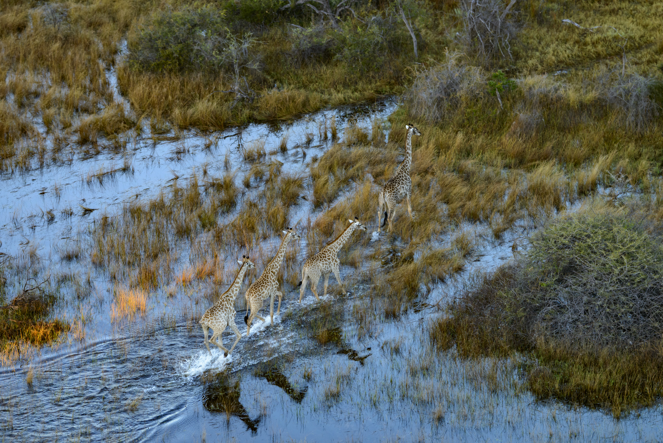Giraffe im Okavango-Delta in Botswana
