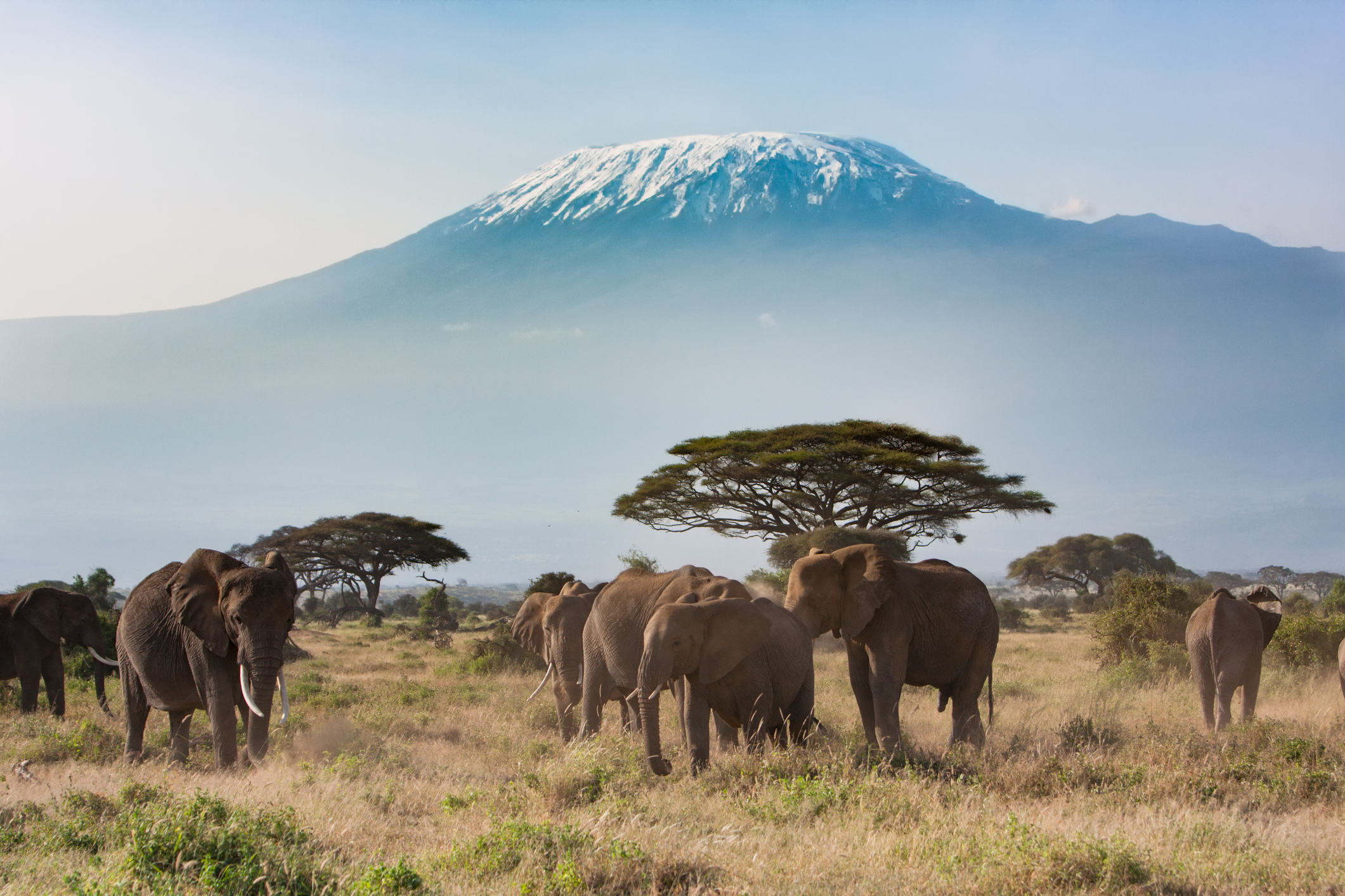 Eine Landschaftsaufnahme des Kilimandscharo mit den berühmten Elefanten von Amboseli.