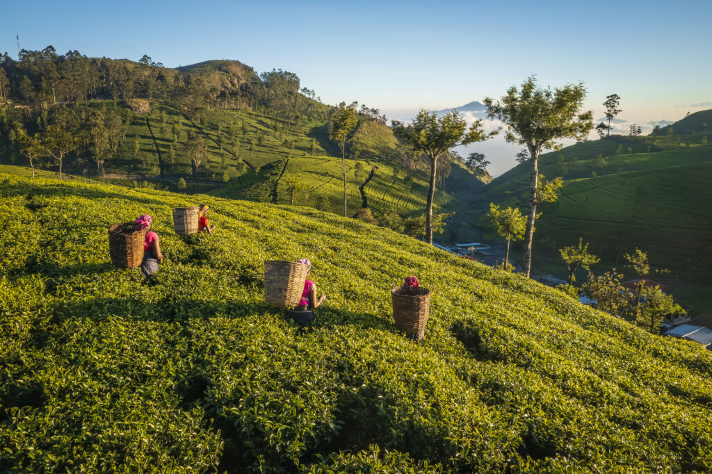 Tamilische Frauen pflücken Teeblätter auf einer Plantage in Ceylon.
