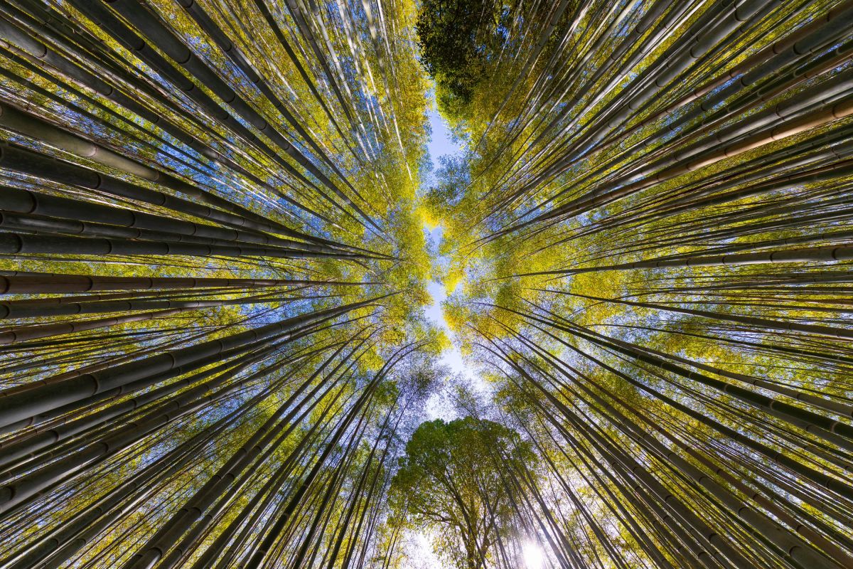 Blick in die Baumkronen des Bambuswaldes von Arashiyama, Japan