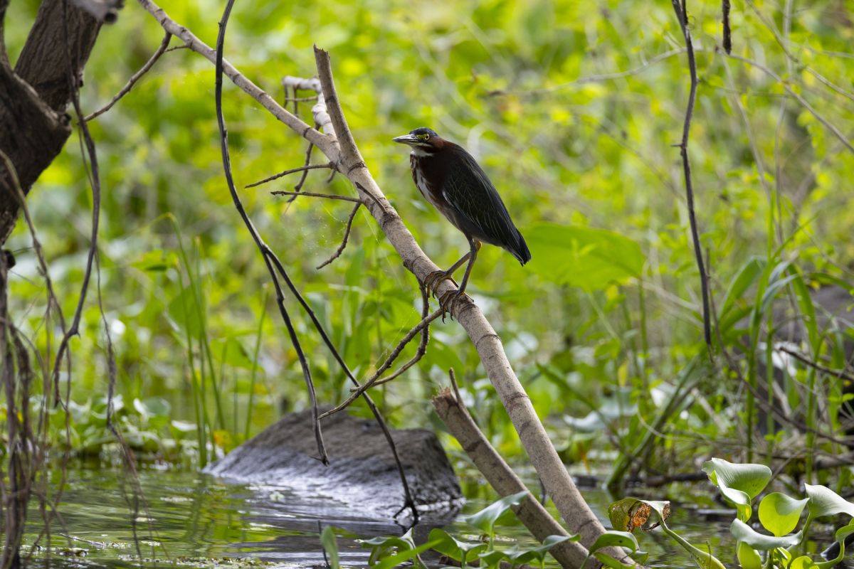 Vogelbeobachtung am Nicaraguasee in Nicaragua
