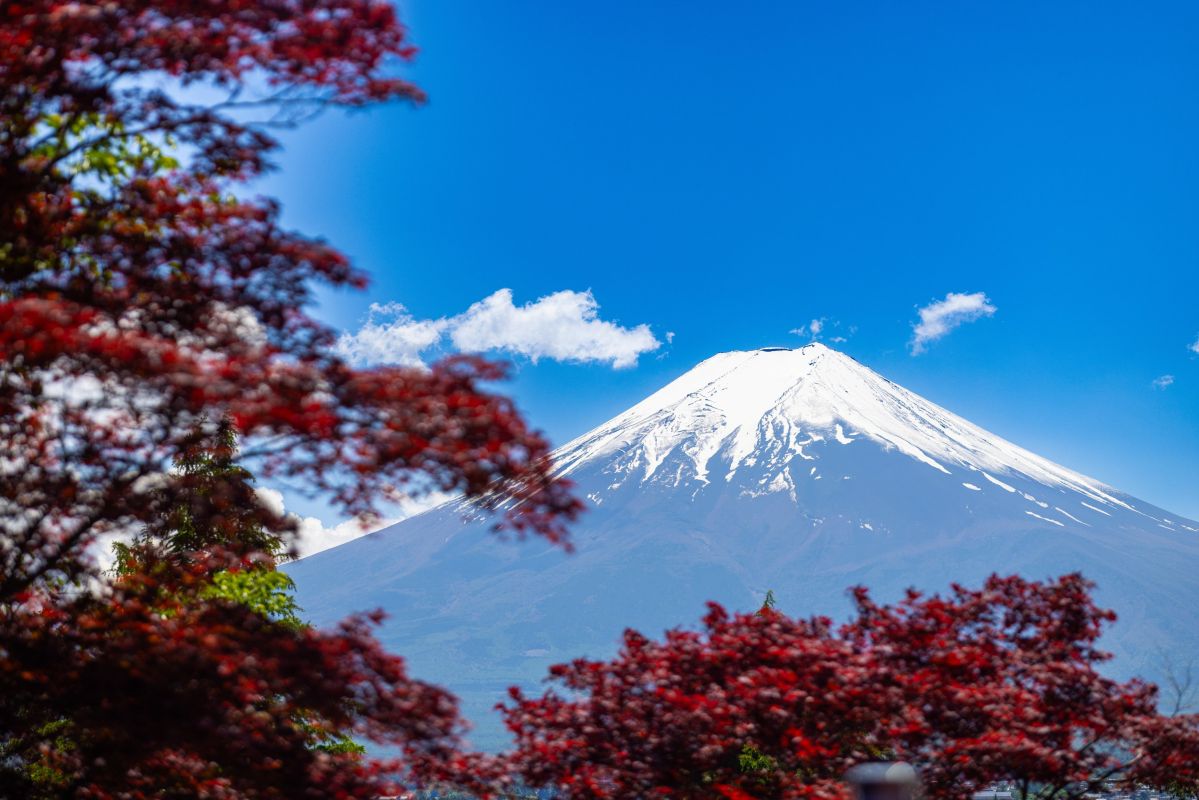 Der schneebedeckte Fuji hinter roten Ahornbäumen, Japan