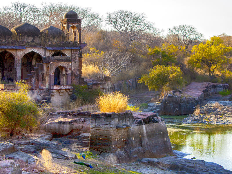 Ranthambore Nationalpark in Indien