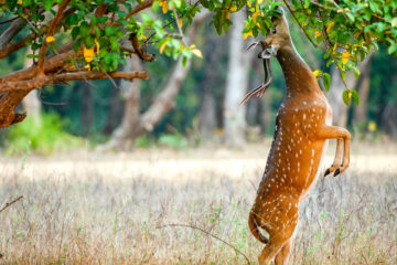 Safari im Ranthambore Nationalpark in Indien