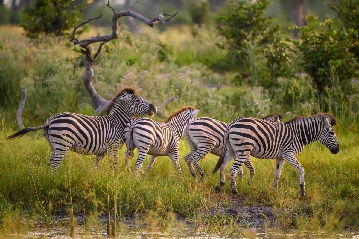 Zebraherde in Botswana bei einer Safari