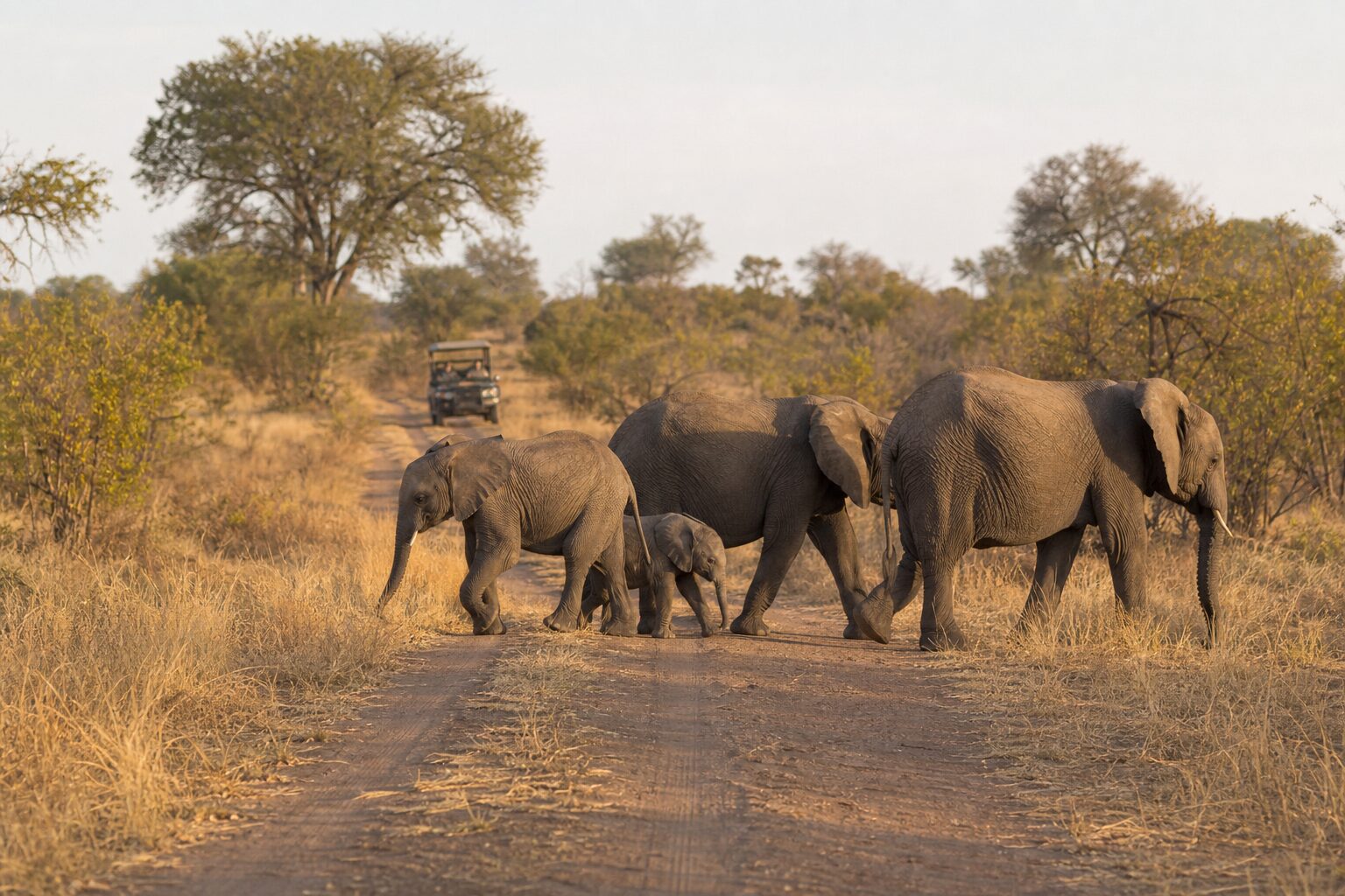 Elefantenfamilie auf einer Safari im südafrikanischen Lowveld