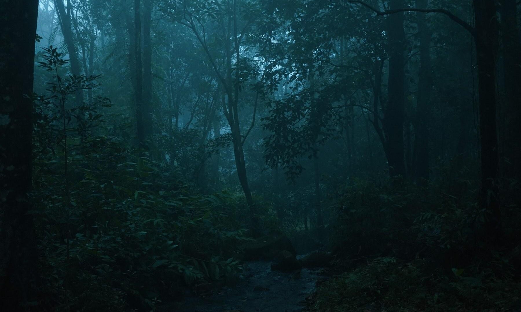 Nebeliger Regenwald in den Western Ghats in Kerala