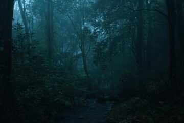 Nebeliger Regenwald in den Western Ghats in Kerala