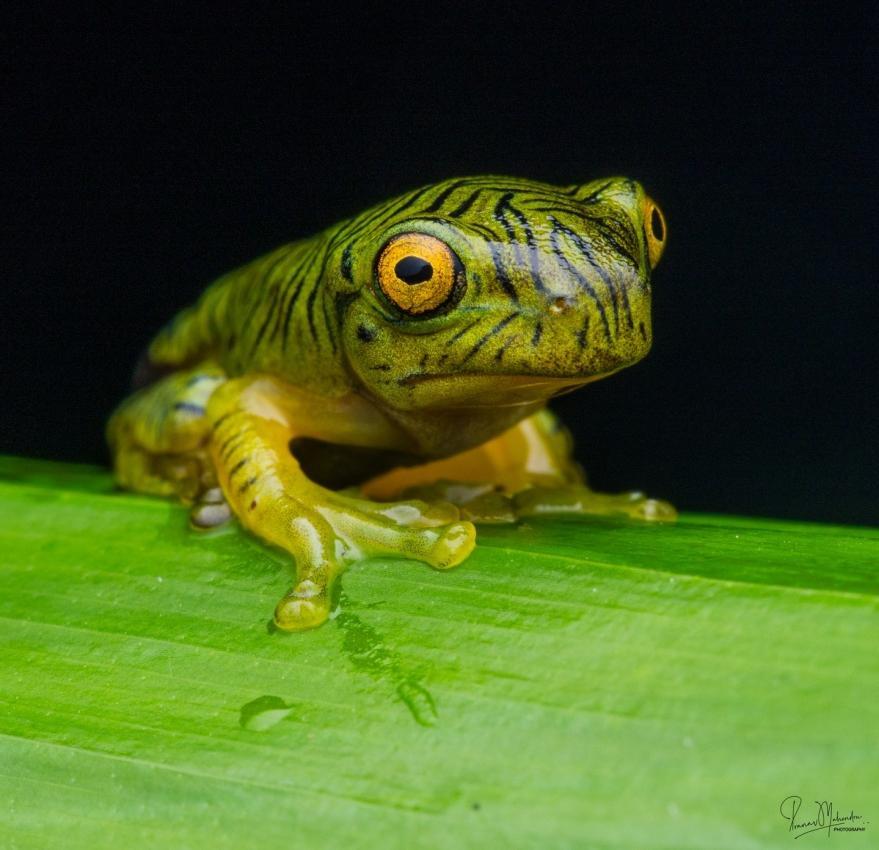 Frosch bei einer Herping-Tour in den Western Ghats