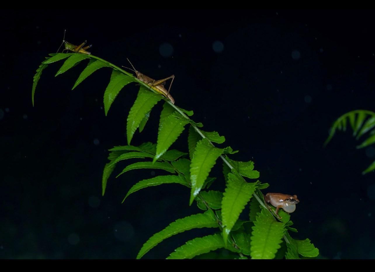 Nächtliche Herping-Szene mit Fröschen in Kerala