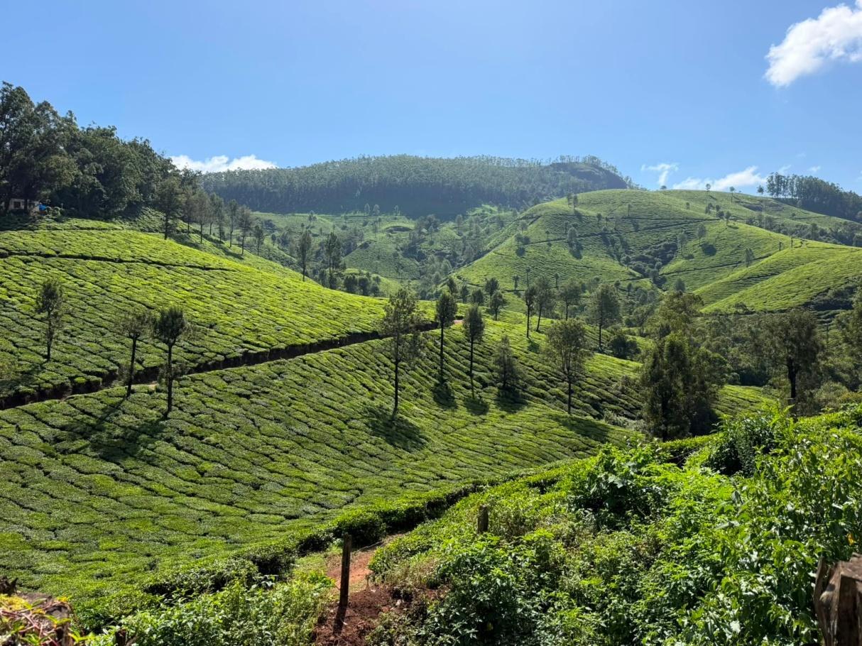 Teeplantagen bei Munnar in den Western Ghats