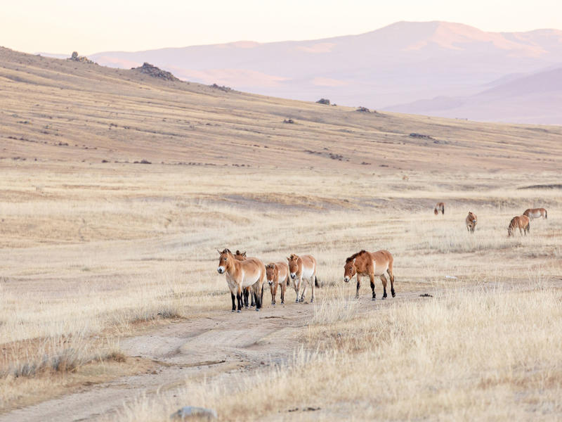Hustai-Nationalpark in der Mongolei