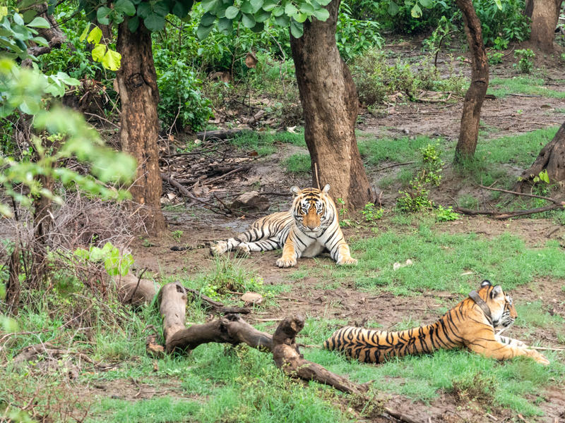 Landschaft im Sariska Tigerreservat