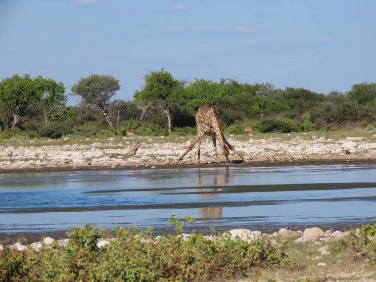 Giraffe und Zebras am Wasserloch