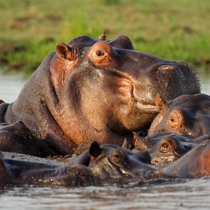 Flusspferde im Mudumu-Nationalpark