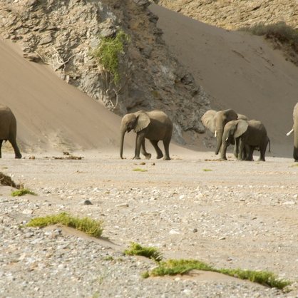 Wüstenelefanten im Damaraland