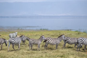 Zebras am Ufer des Magadi-Sees im Ngorongoro-Krater im Norden Tansanias