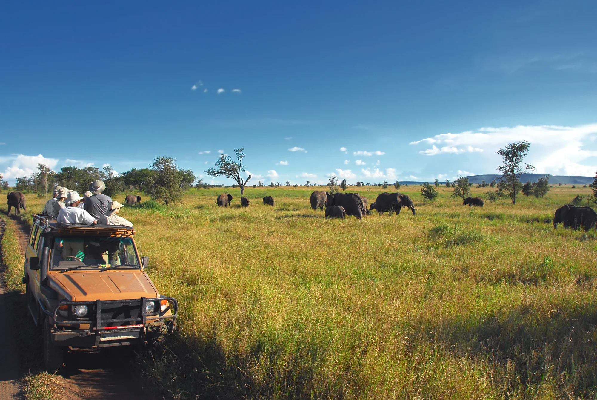 Safari-Gäste beobachten vom Geländewagen aus Elefanten in der Serengeti